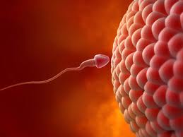 Houston Sperm Extraction